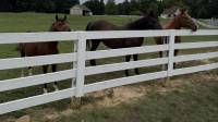 Livestock & Horse Fencing